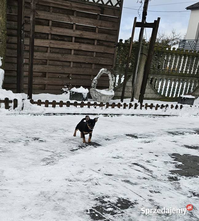 Suczka pinczerek miniaturka Chróścin