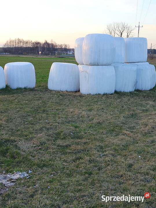 Kiszonka lucerna Karmy i pasze