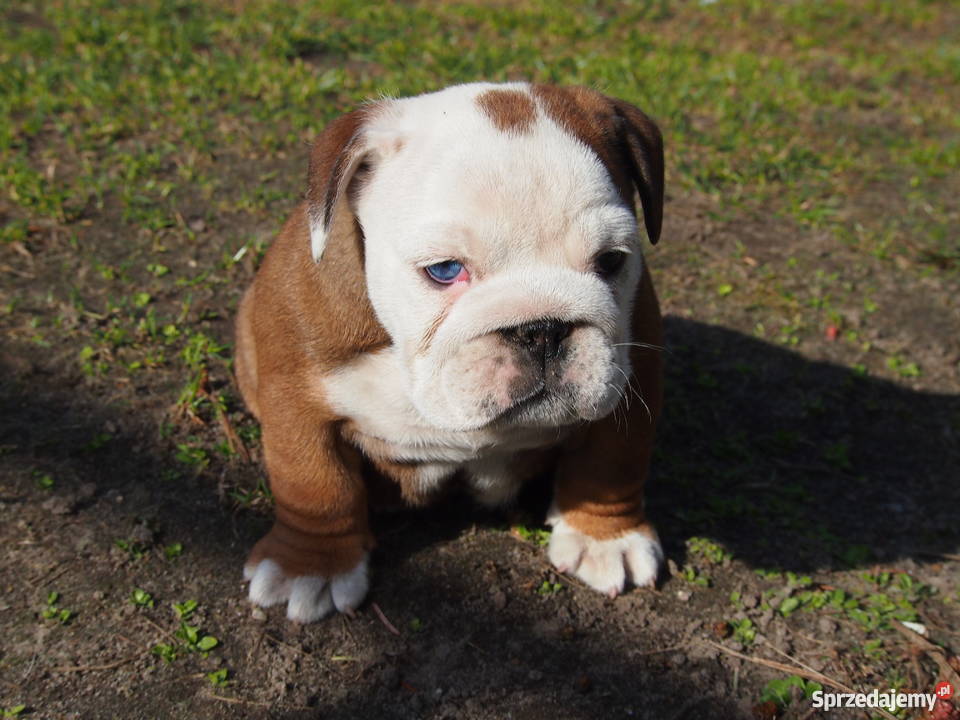 Buldog Angielski suczka łódzkie Skierniewice
