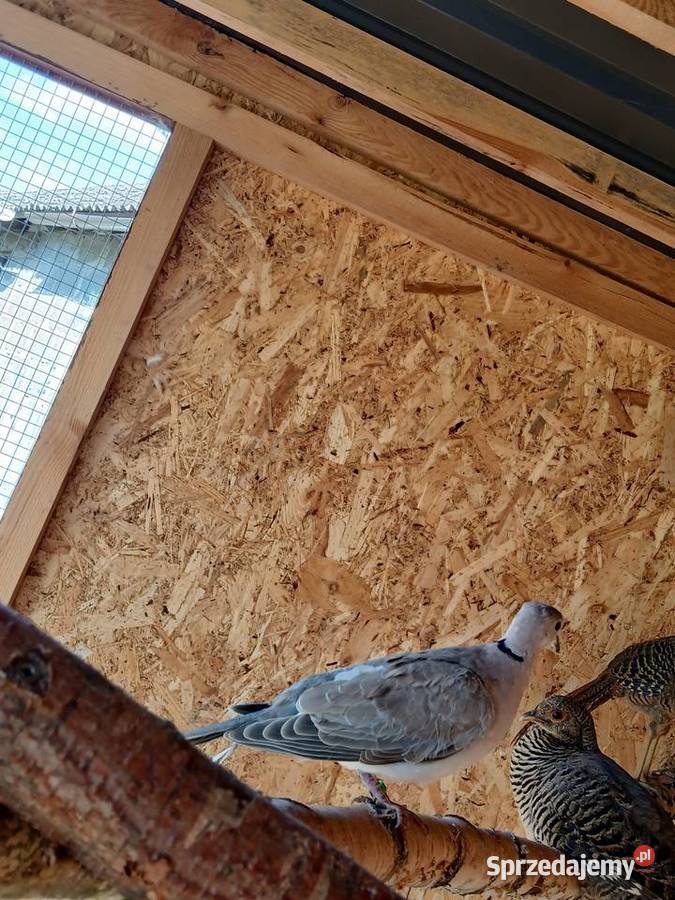 Gołębie cukrówki Prabuty