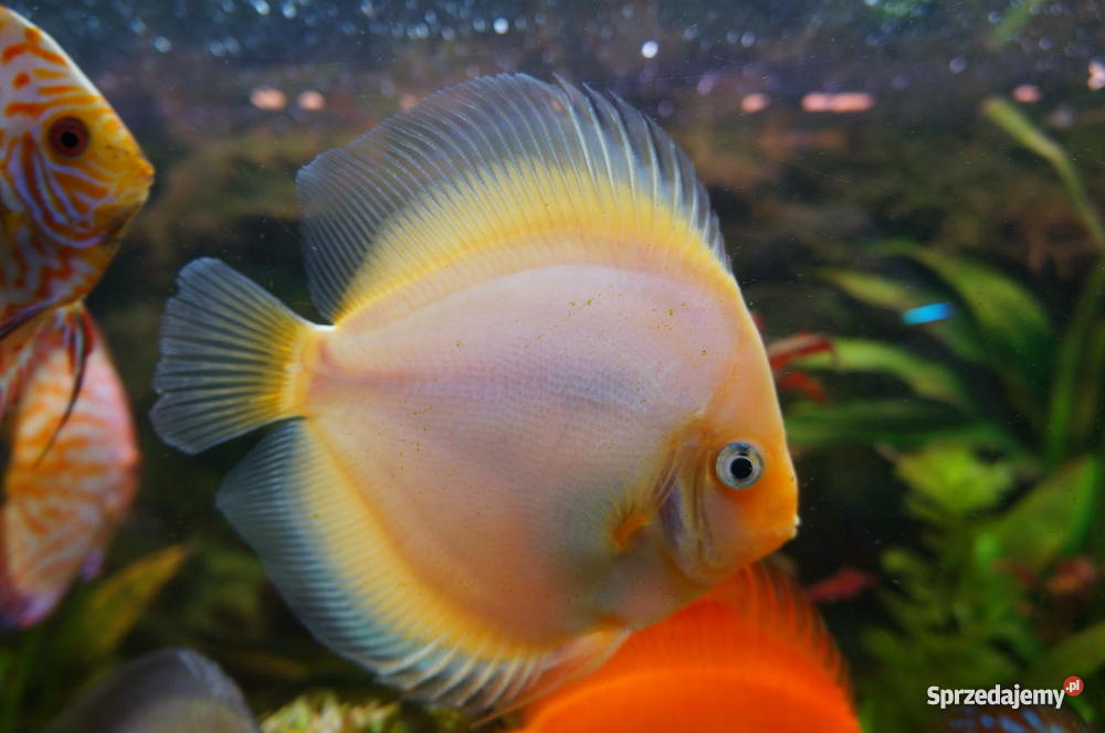 Paletki młode i dorosłe Lublin