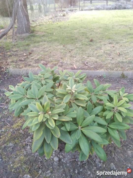 Sprzedam prawa do dzialki Rod Sochaczew