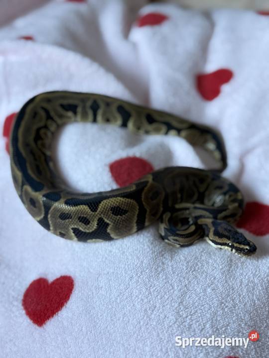 Pyton Królewski Samiczka mazowieckie