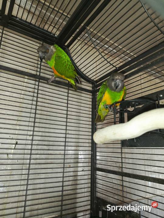 Senegalki para Pamiątkowo