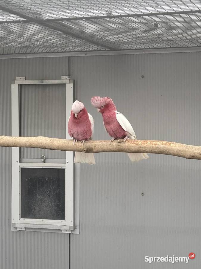 Kakadu Różowa Lutino para 2022 Kłaj sprzedam