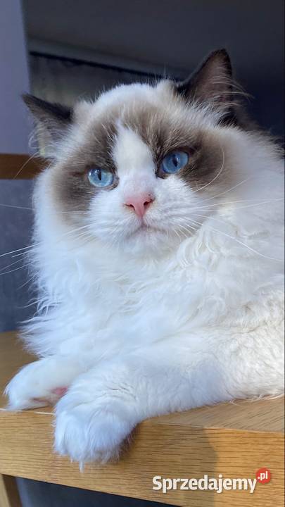 Kotki kocurki Ragdoll FPL śląskie Katowice sprzedam