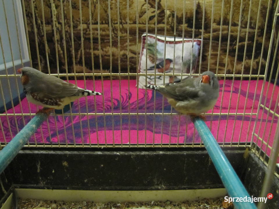 Sprzedam zeberki Toruń