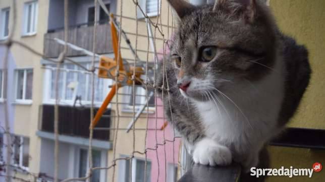 Siatki na okna i balkon siatki koty siatki Wrocław