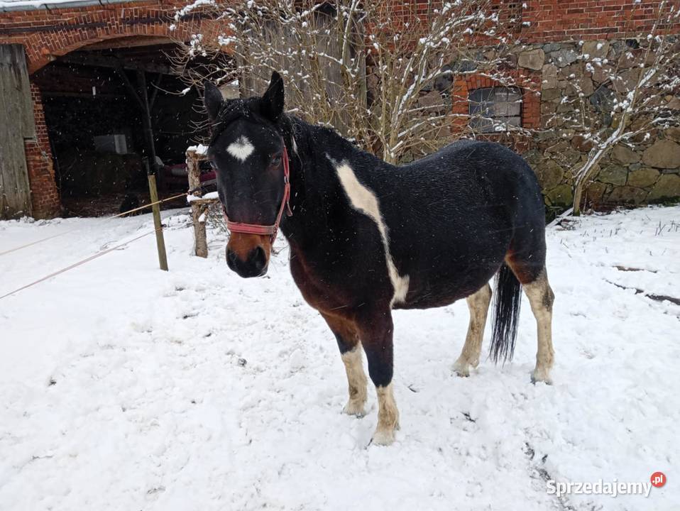 Sprzedam konie lubuskie sprzedam