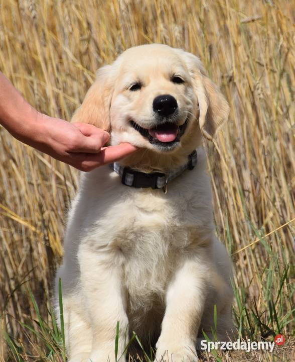 Szczenię Golden Retriever ZKWP FCI mazowieckie Łochów