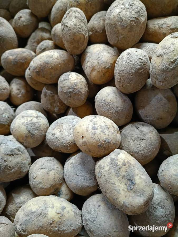 Ziemniaki małopolskie Charsznica