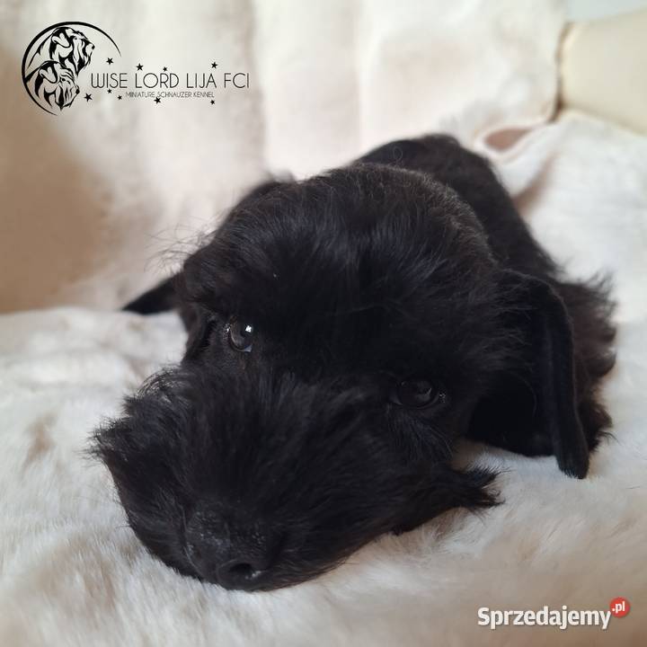 Sznaucer Miniaturowy czarny rodowód FCIZKwP zachodniopomorskie Stargard