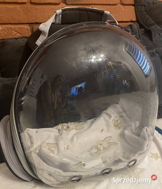 Na sprzedaż marmozeta białoucha samiec