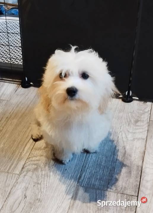 Piesek Maltipoo Kraków