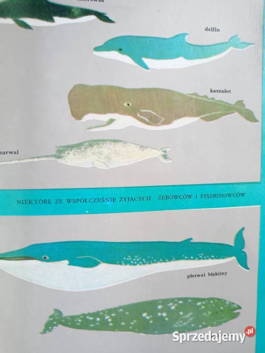 Sekrety delfinów Wernerowa książki Trójmiasto Gdańsk sprzedam