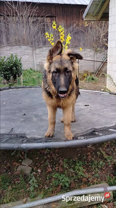 Szczeniaki owczarka niemieckiego