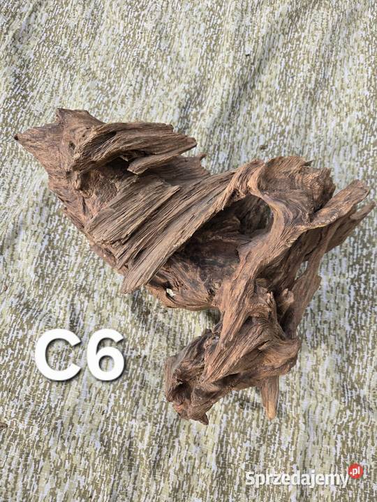 Korzeń ozdobny Trzciel