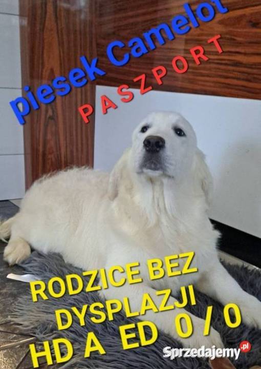 Camelot piękny samiec Golden Retriever PASZPORT Dobieszczyzna