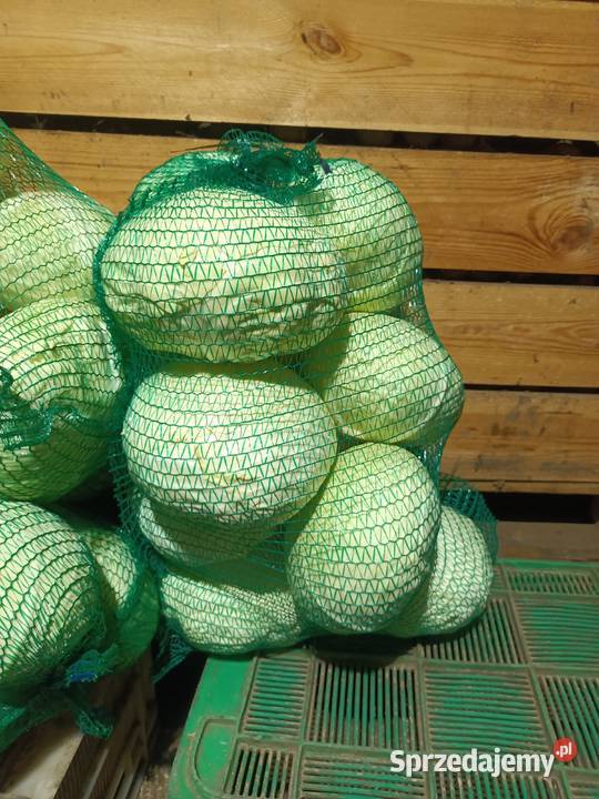 Sprzedam kapustę białą Wiślica