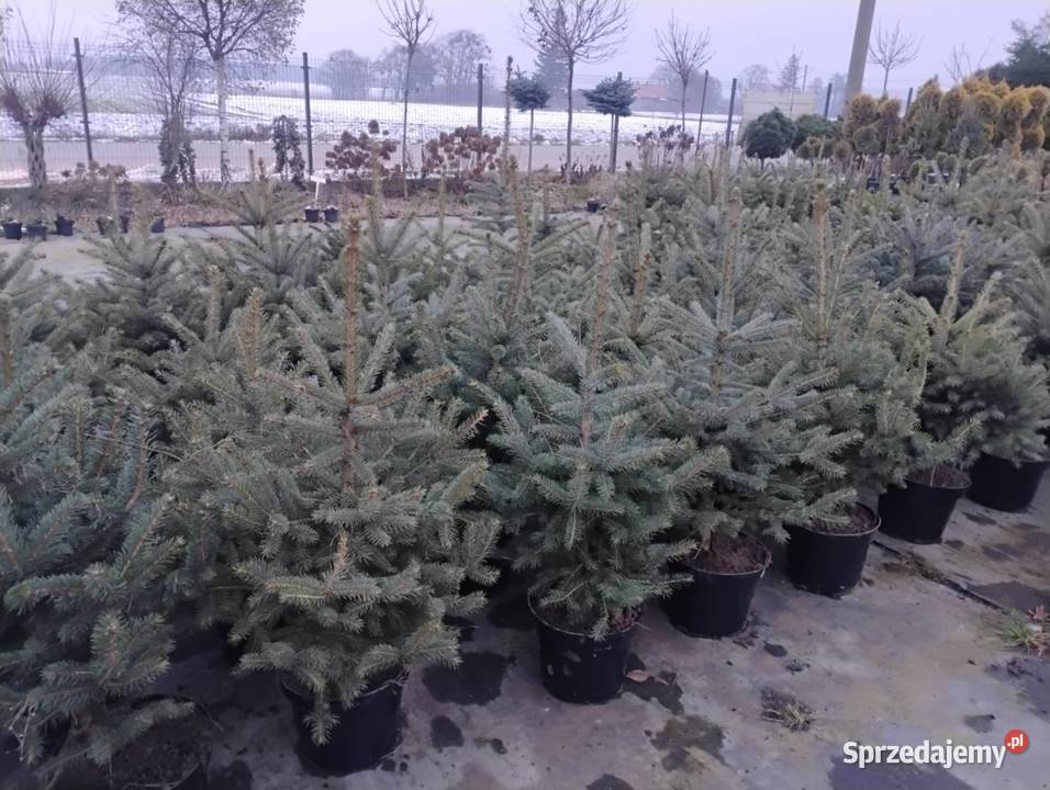 Świerk kłujący choinka choinki Chrzanowo-Bronisze