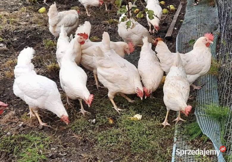 Kury nioski z jajkiem Leghorn Możliwy Transport śląskie Złoty Potok