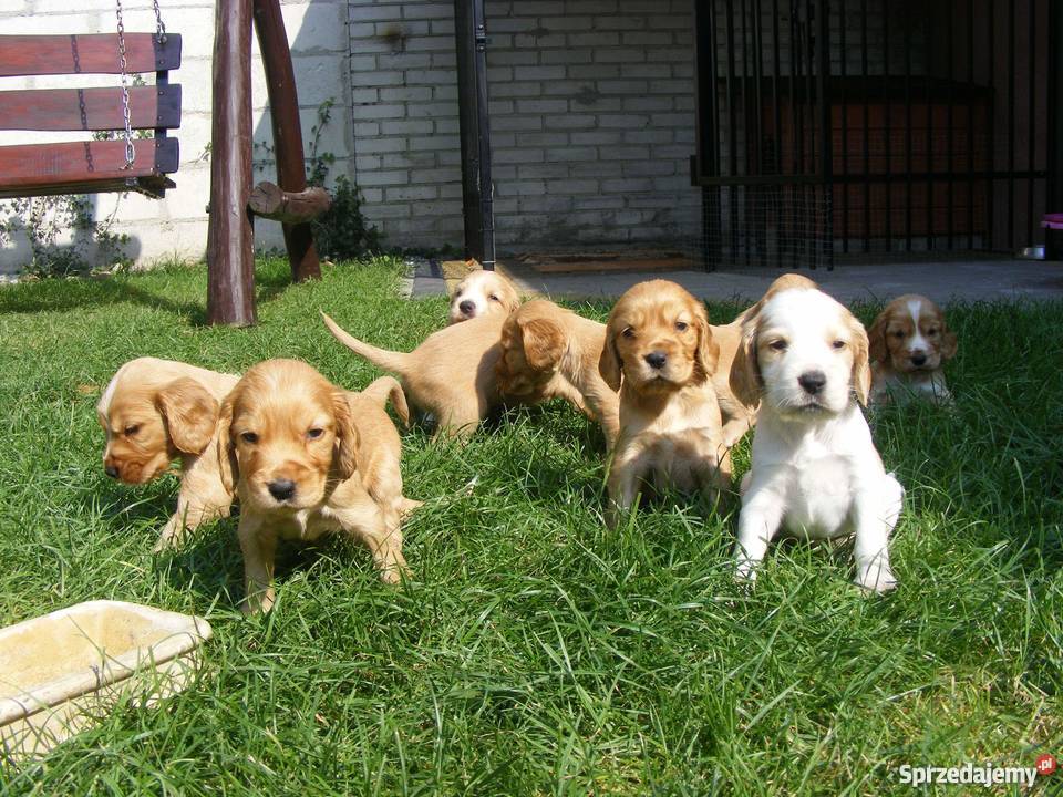 Szczeniaki Cocker Spaniel