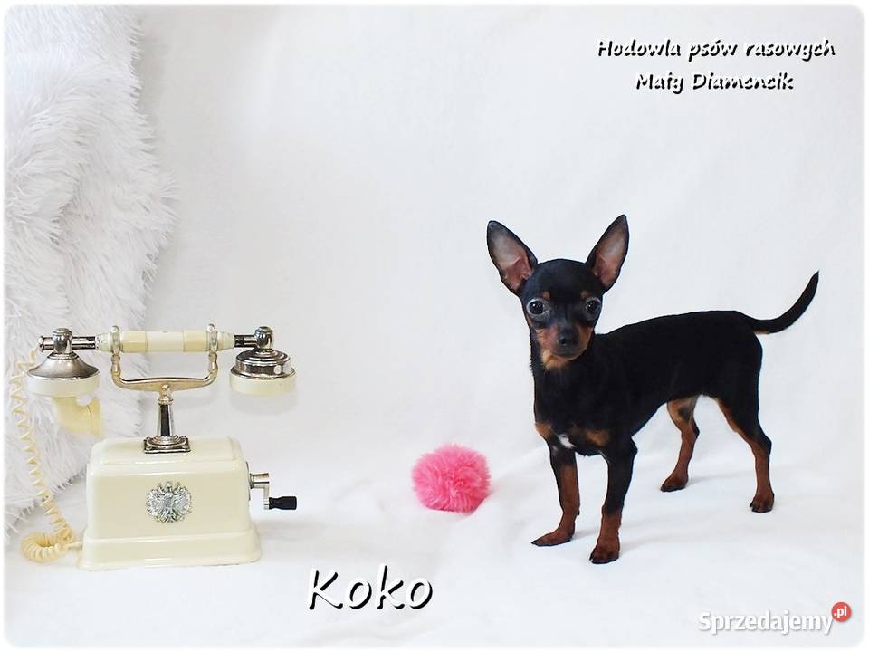 Ultra MINI Sunia KOKO Pinczer miniaturowy sprzedam