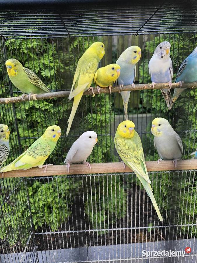 Papugi Faliste Gniezno sprzedam