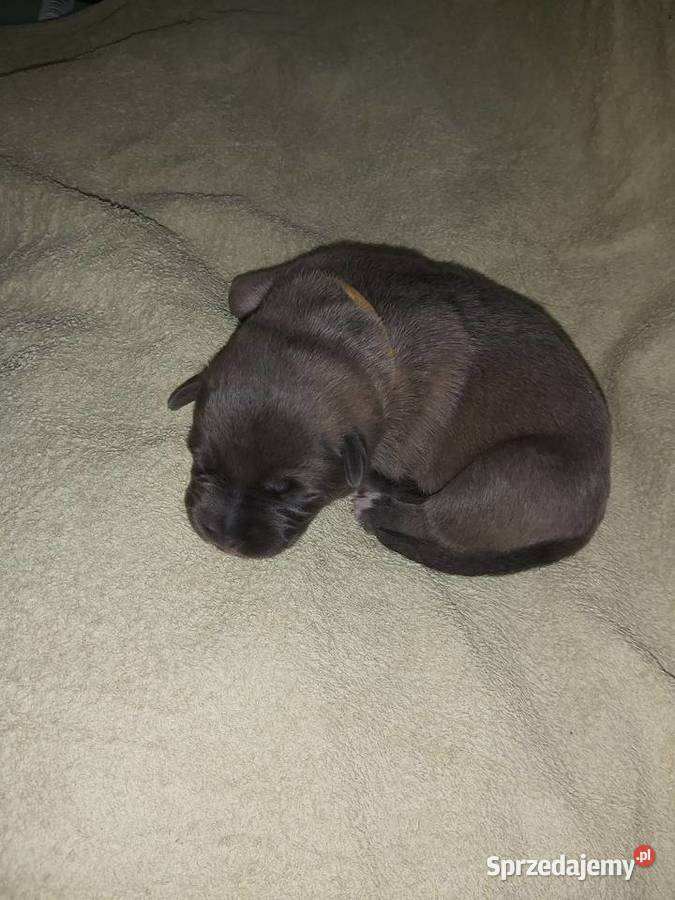 Owczarek niemiecki szczenięta Owczarek pomorskie Wojtal