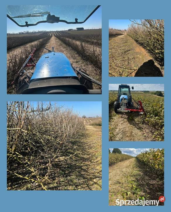 Podcinanie porzeczek pod kombajn przycinanie świętokrzyskie Kleczanów