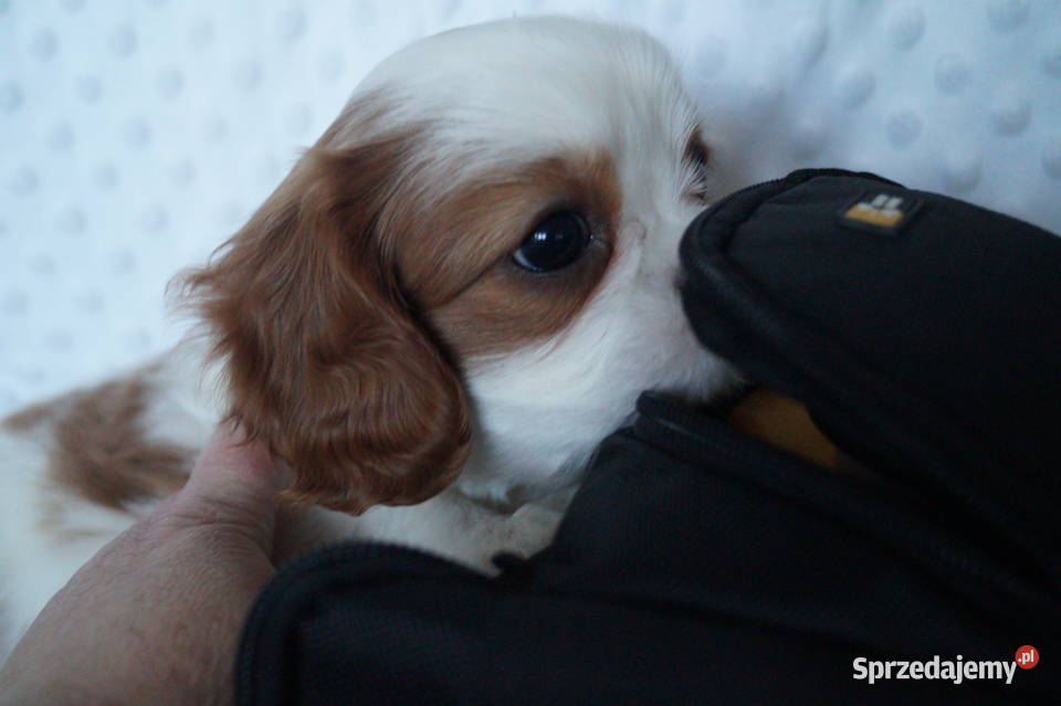 cavalier king charles spaniel ZKwP FCI suczka
