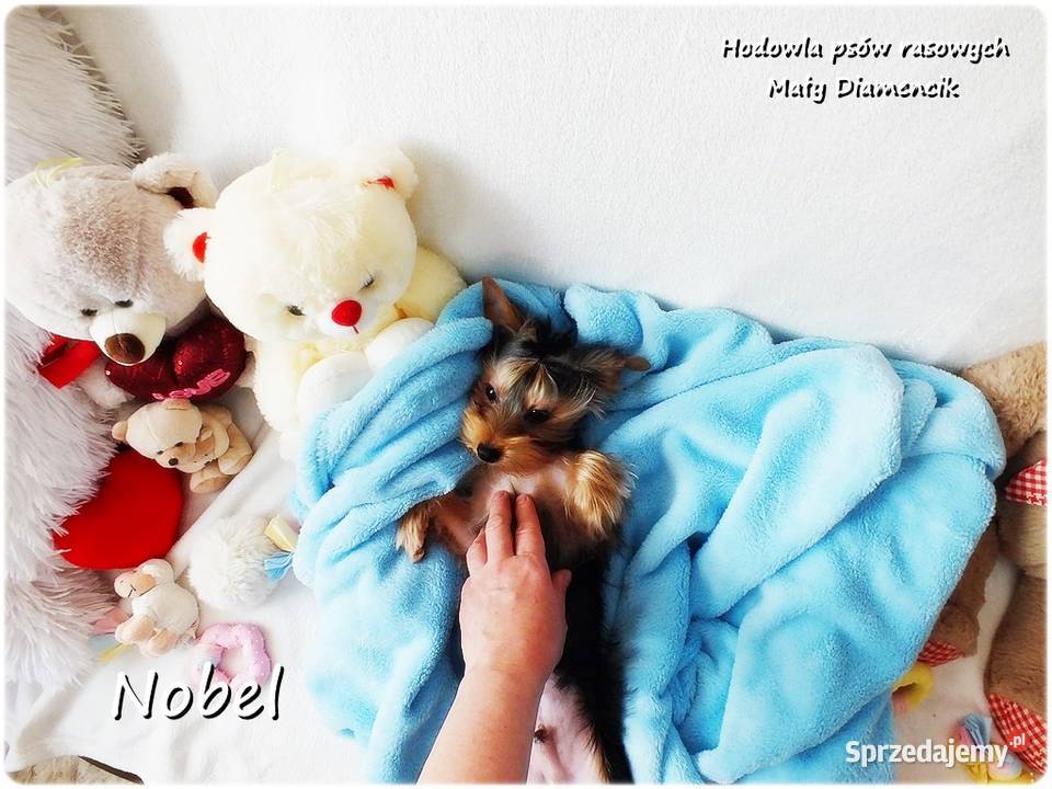 York Yorkshire Terrier Malutki Mini Piesek NOBEL Psy