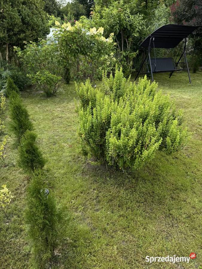 Działka rekreacyjna Gliwice Rod Budowlani 300m2
