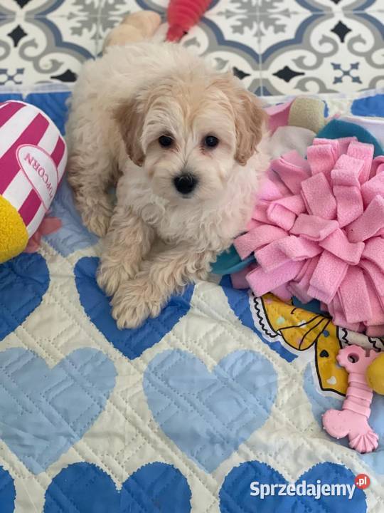 Maltipoo F1b Rybnik