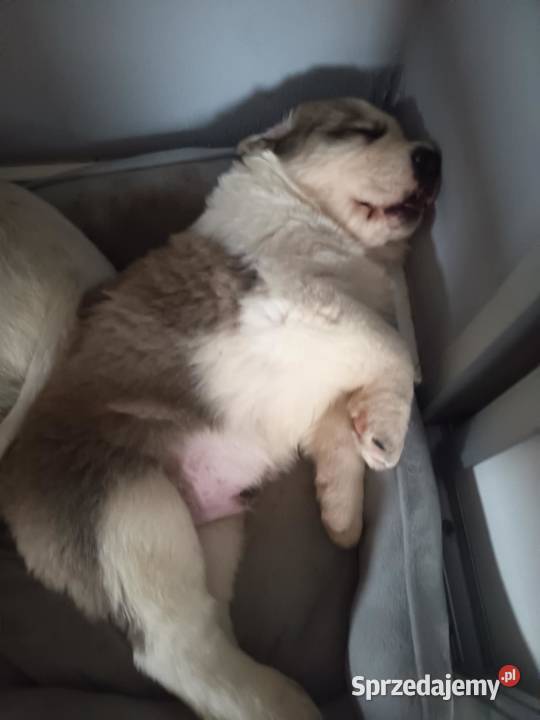 śliczne szczeniaki owczarek środkowoazjatycki łódzkie sprzedam