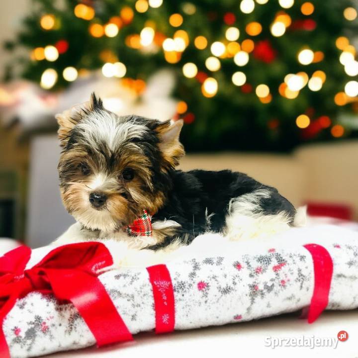 York Biewer możliwy legalny wyjazd z Kraju Wrocław sprzedam