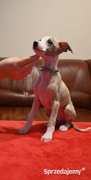 Whippet Chart Angielski Pozostałe Aleksandria sprzedam