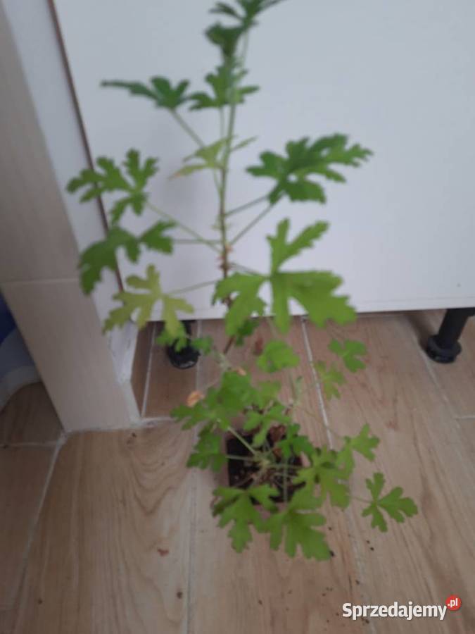 Geranium anginka cytrynka lecznicza roślina w Morąg sprzedam