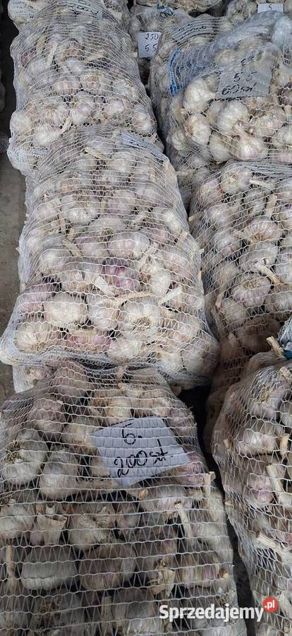 Czosnek harnaś małopolskie