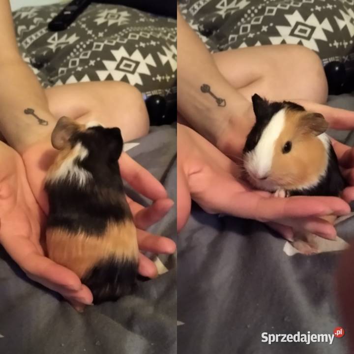 Oddam świnki morskie