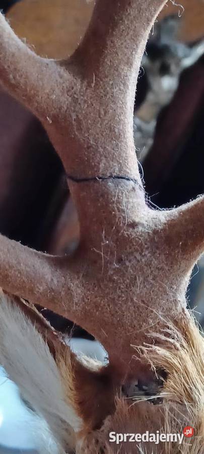 To dekoracyjna figurka jelenia popularny element Poznań