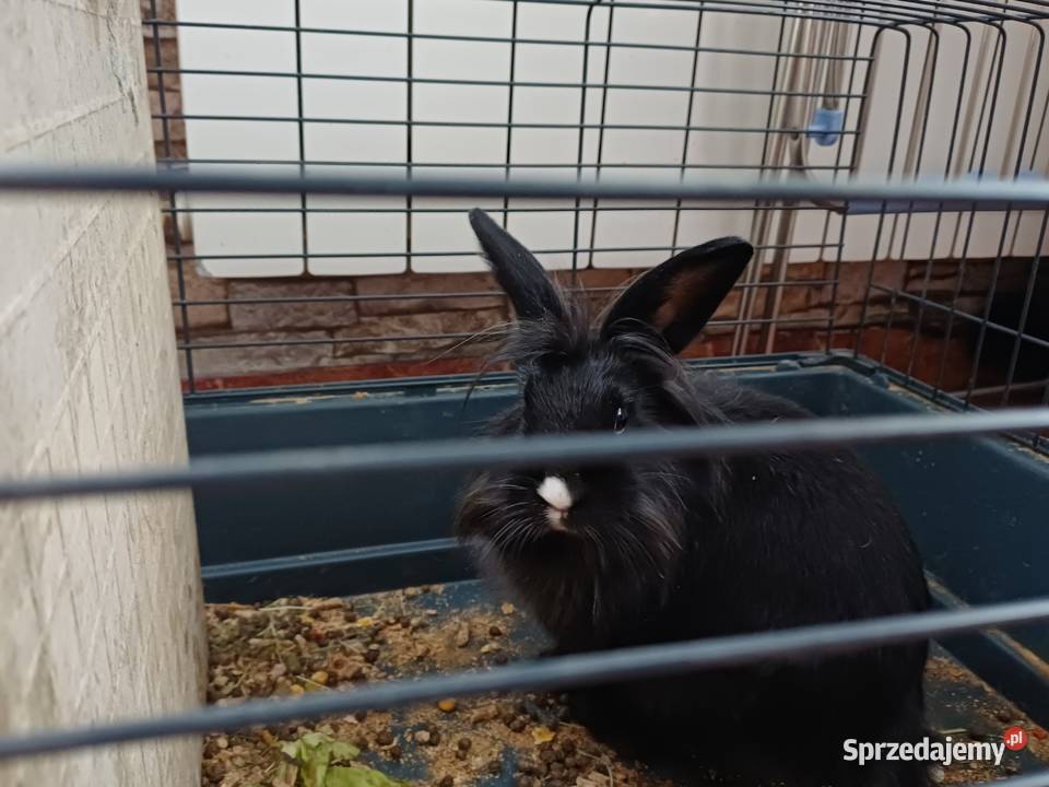 Króliki Miniaturki 2 sztuki z klatką Koźmin Wielkopolski
