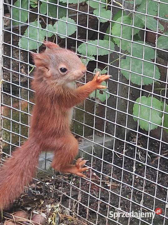 Japońskie wiewiorki Złotów
