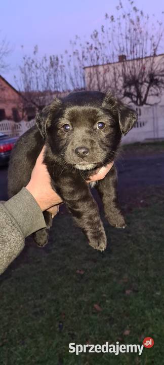 szczeniaki Poniatowa