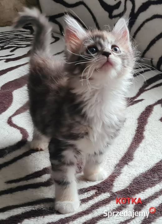 Kociaki szukają nowego domu Opole