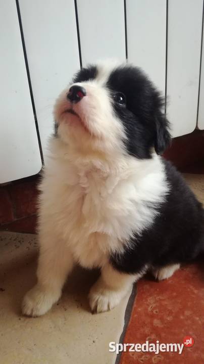 Border collie fci Krotoszyn sprzedam