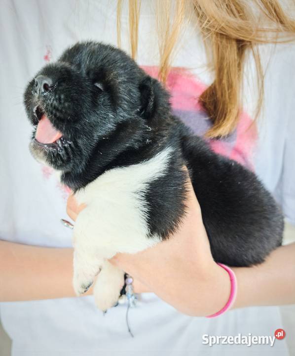 Akita Amerykańska szczeniak Wrocław sprzedam