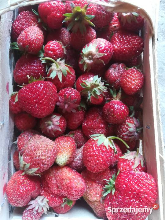 sprzedam truskawki Pińczów