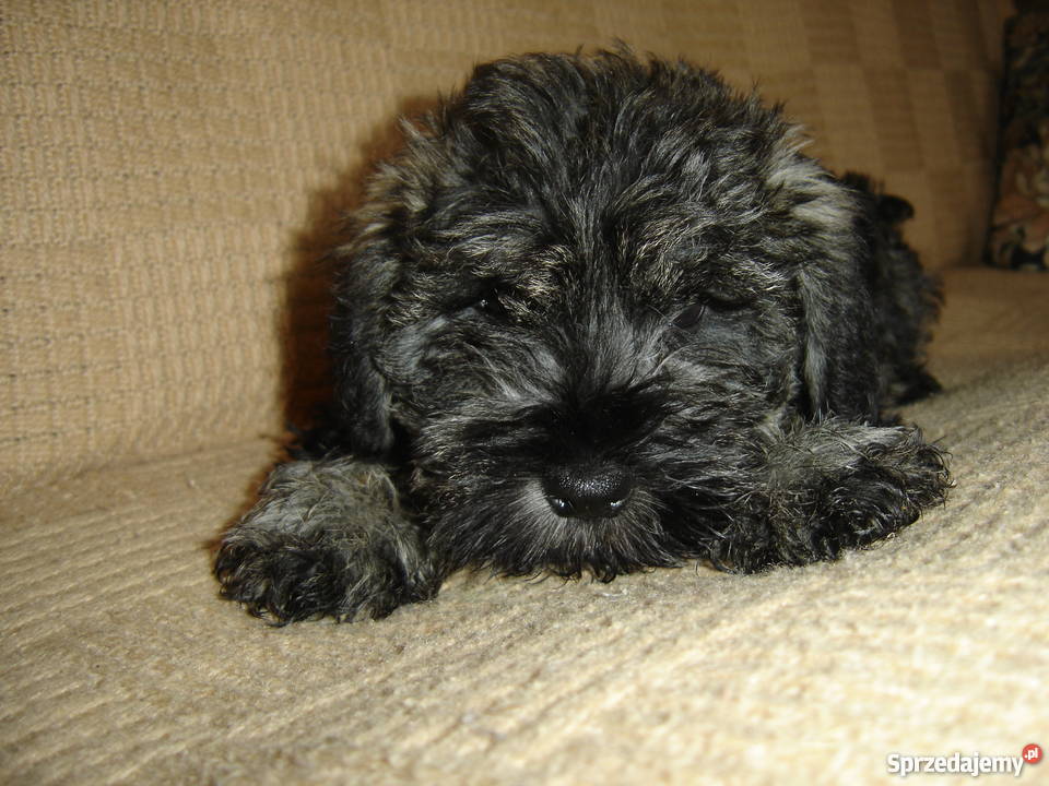 sznaucer miniaturowysznaucer miniatura Gagowy Nowe