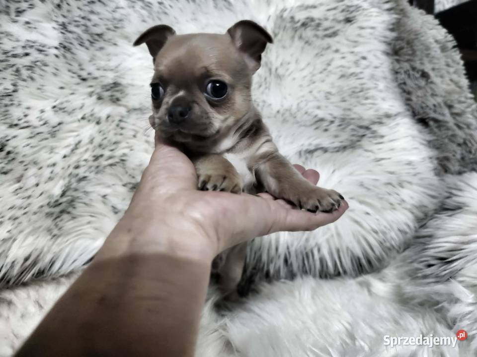 Chłopcy chihuahua gotowi do odbioru piękne Ciszkowo